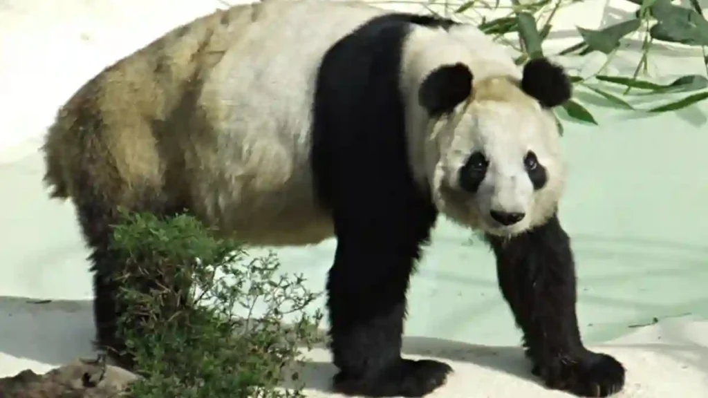 La imagen actual no tiene texto alternativo. El nombre del archivo es: panda-mexico-xin-xin-noticia-hoy-internet-mexico-china.webp